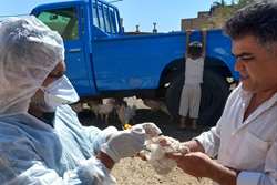 تداوم نمونه برداری از طیور بومی جهت پایش بیماری آنفلوانزای فوق حاد پرندگان در شهرستان مشهد